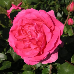 Роза плетистая Клайминг Парад (V3,5Л)