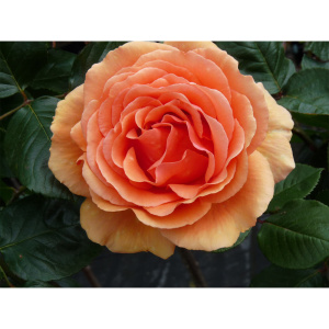 Роза чайно-гибридная Ашрам (С3,5)
