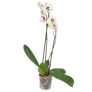 Орхидея Фален.Specials 1 так d 12