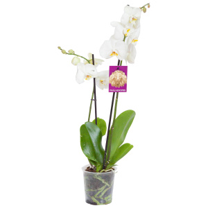 Орхидея Фален.Specials 1 так d 12