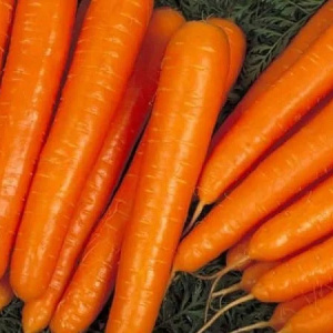 Семена Морковь НИИОХ 336 (А) ЦП 2гр