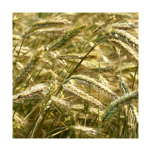 Сидерат Пшеница 0,5 кг