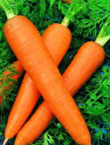 Семена Морковь Роте Ризен 1,5 г