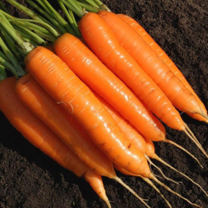 Семена Морковь Лосиноостровская 13  2,0 г