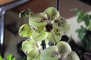 Удобрение Здравень Аква для цветения орхидей 150мл
