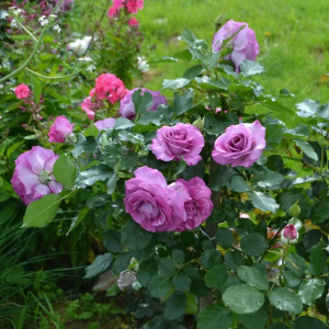 Роза чайно-гибридная Виолет Парфюм (в тубе)