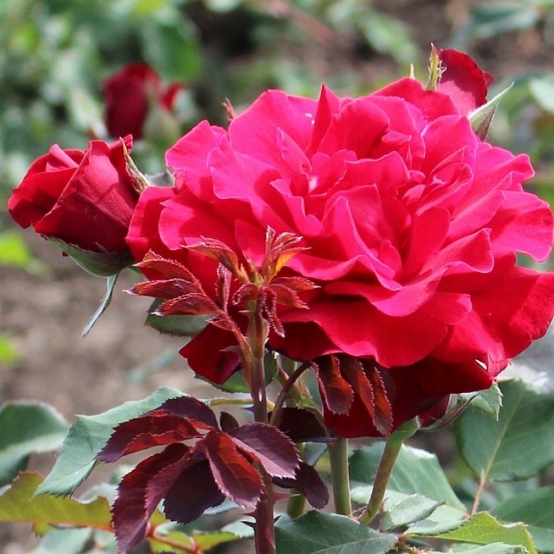 Роза канадская парковая Джон Франклин (С3,5) купить в интернет-магазине Доминго