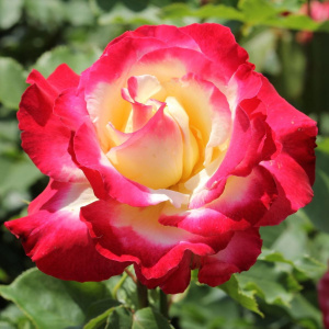 Роза чайно-гибридная Дабл Делайт (С3,5)