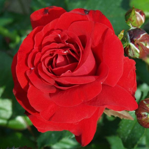 Роза флорибунда Нина Вейбул (С3,5)