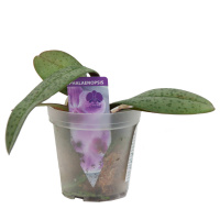 Орхидея Фаленопсис микс 2 так d9