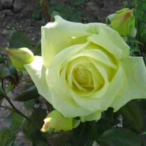 Роза плетистая в асортименте 2х летняя (в тубе)