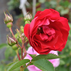 Роза канадская парковая Аделаида Худлес (С3,5)