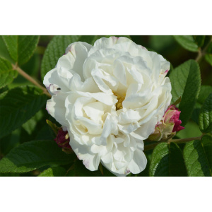 Роза канадская парковая Луиза Багнет (С3,5)