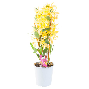 Орхидея Дендробиум Акатсуки 1 стем d12 h60 10шт