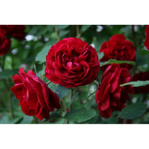 Роза канадская парковая Хоуп оф Хьюманити (С3,5)