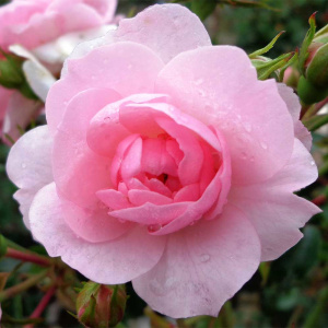 Роза флорибунда Боника (С3,5)