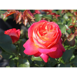 Роза флорибунда Мидсаммэ (С3,5)