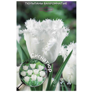 Луковицы тюльпана Сигнатюр 5шт (Ависта)