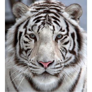 Фотообои на флиз.основе DECOCODE 31-0006-NB 3х2,8м/Белый тигр