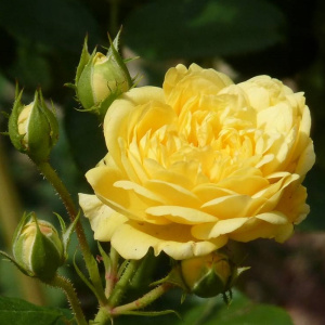 Роза флорибунда Анни Дюпрей (в тубе)