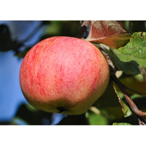 Яблоня Осеннее полосатое (Штрейфлинг) (в тубе)