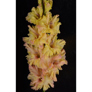 Луковицы Гладиолус крупноцветковый Неправильный Мед 3шт