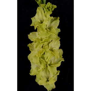 Луковицы Гладиолус крупноцветковый Прыткая Ящерица 3шт