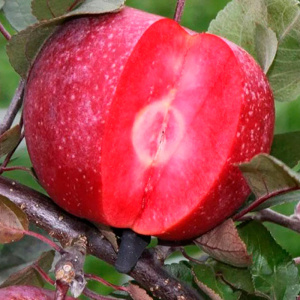 Яблоня красномякотная Байя Мариса, подвой 54-118, полукарликовый, (в тубе)