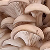 Семена грибов